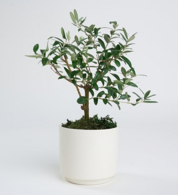 Saksıda Zeytin Ağacı