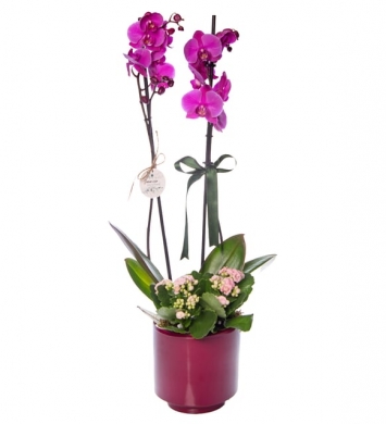 Calanchoe ile Mor Orkide
