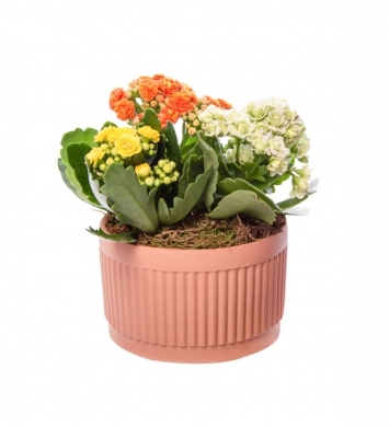 Renkli Calanchoe